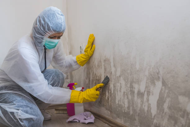 Mold Documentation for Insurance Claims in Edinburgh, IN